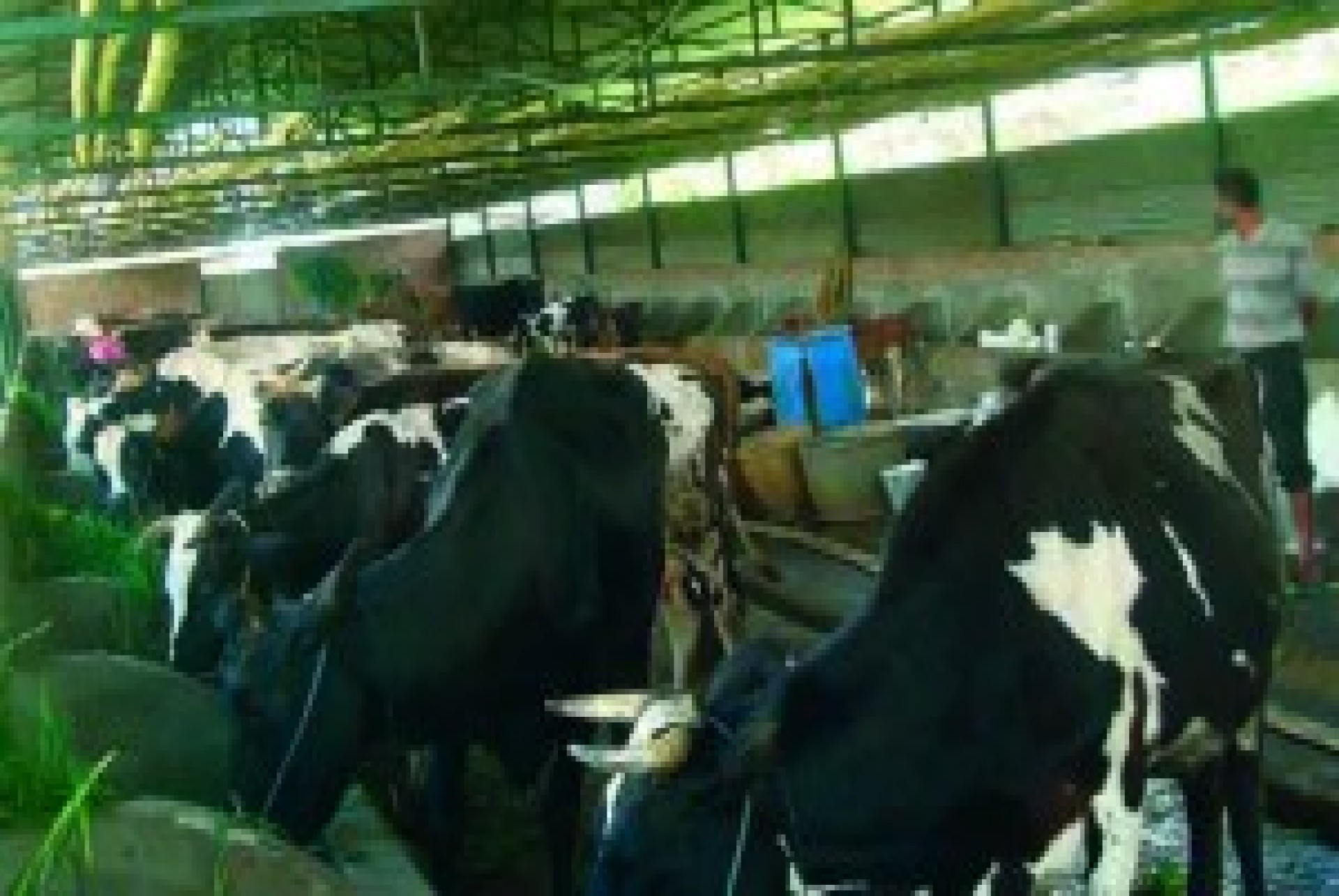 Agricultural and animal husbandry loans